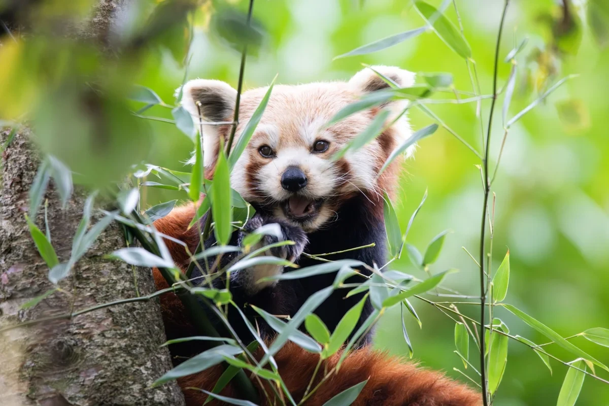 A red panda among bamboo leaves at Newquay Zoo